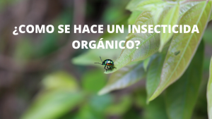 ¿Como se hace un insecticida orgánico_