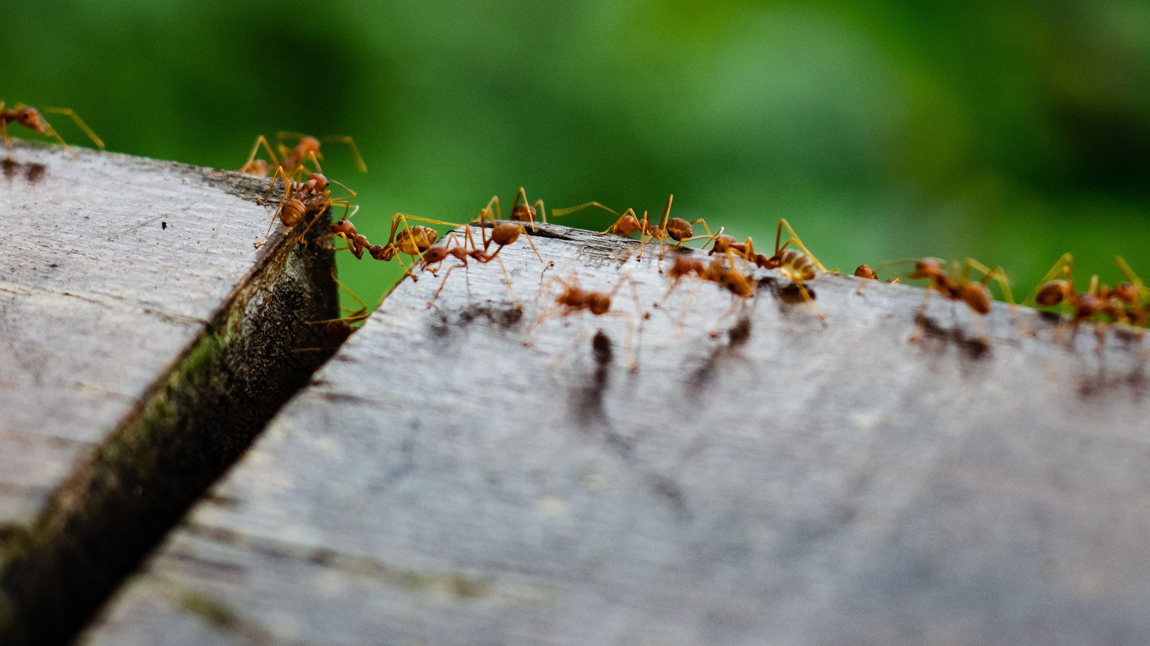 Remedios naturales para eliminar las hormigas
